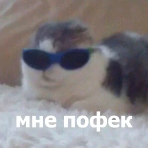 Котики в шапочках №11