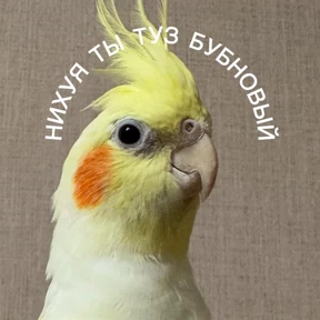 Пупупу №14