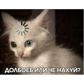 коты2 №2