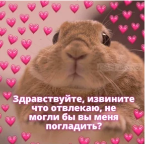 коты2 №1