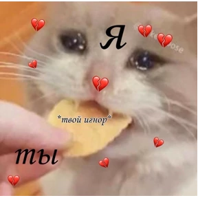 коты2 №13