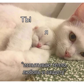 коты2 №17