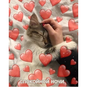коты2 №29