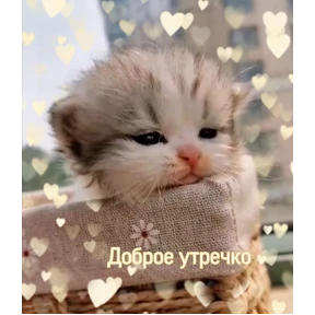 коты2 №46
