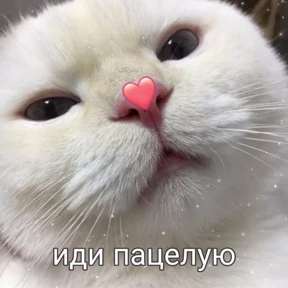 коты2 №50