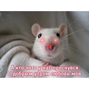 коты2 №49