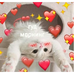 коты2 №57