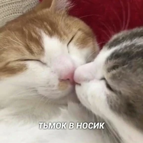 коты2 №60