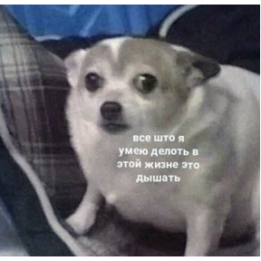 коты2 №82