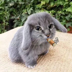 Котокролик №24