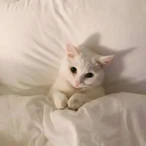 Котики №2