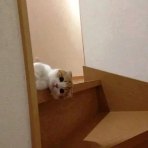 Котики №9