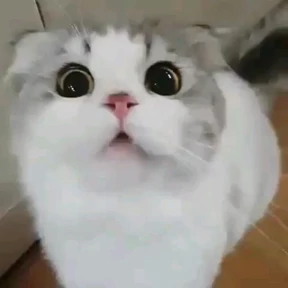 Котики №28