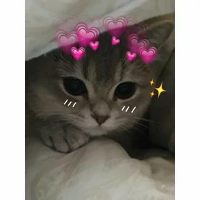 Котики №56