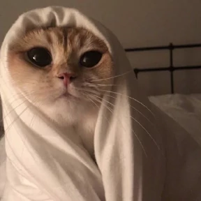 Котики №57