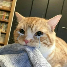 Котики №63