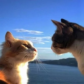 Котики №96