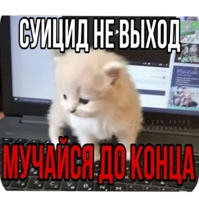 Котные мемесы №15