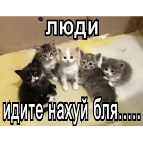 Котные мемесы №30