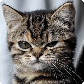 Котаны №77