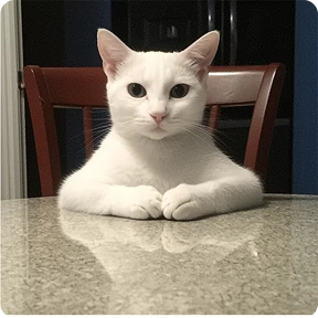 Котаны №81