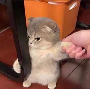 (SSS) CAT(котики) №1