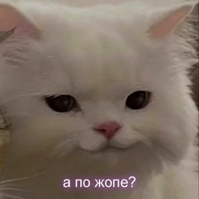 Кис кис №5