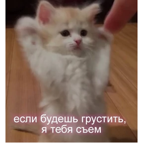 Кис кис №11