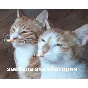 liookkl №45