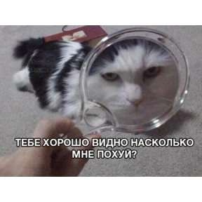 Котики №11