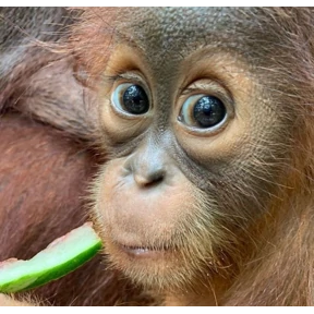 Monkey №7