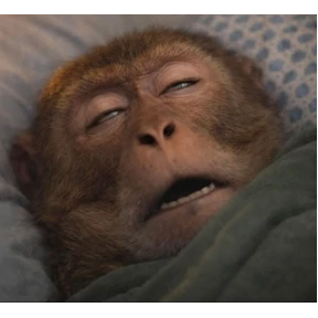 Monkey №10