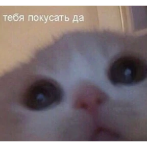 Котики №5