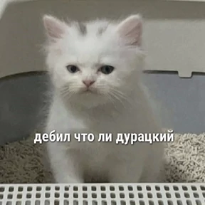 Котечки №25