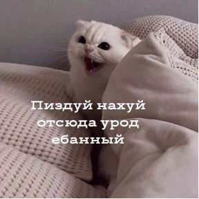 Кошаки №55