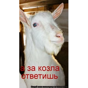 Брат 2 №21