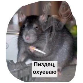 Крыски №26