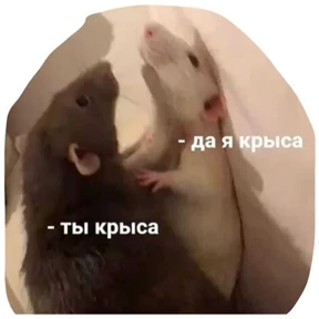 Крыски №27