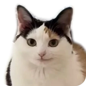 Котик №6