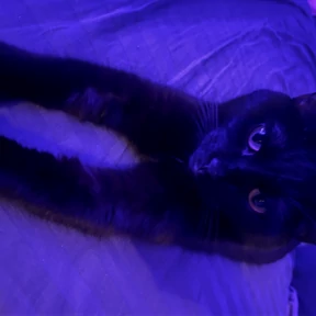 Коты №2