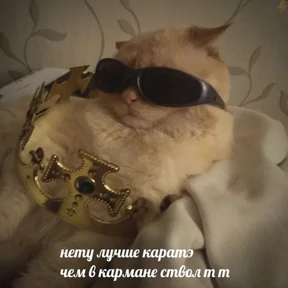 Коты на каждый день №13