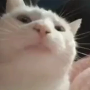 Коты на каждый день №1