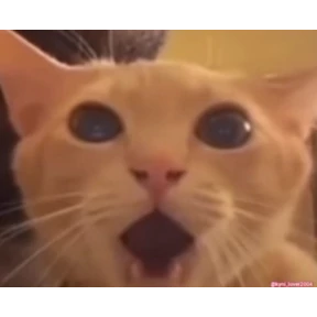 котёнки №1