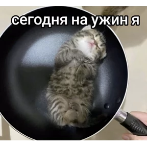 котёнки №30