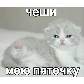 котёнки №46