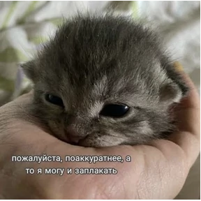 котёнки №47