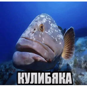 чюпеп №42