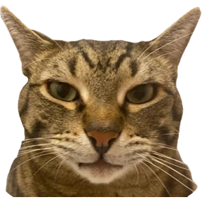Сын коты №3