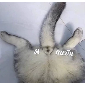 Кэты и пэсы №2