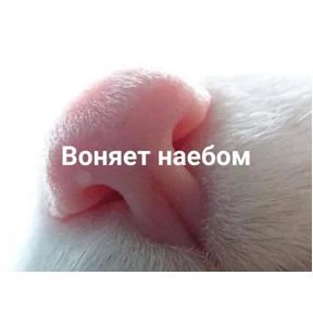Животные №5